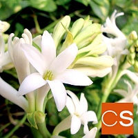 Отдушка Гардения и тубероза (США)