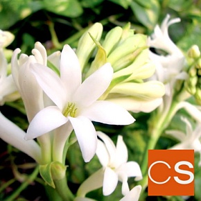 Отдушка Гардения и тубероза (США)