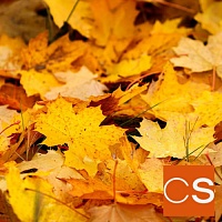 Отдушка Осенние листья (США)