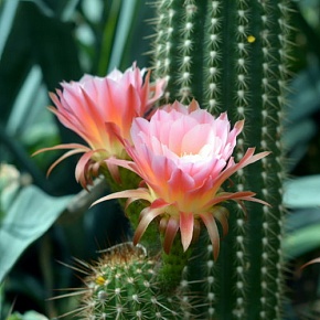 Отдушка Цветок кактуса (США)