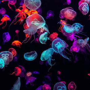 Отдушка Ягодные медузы (США)