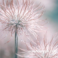 Отдушка Ванильный хлопок (США)