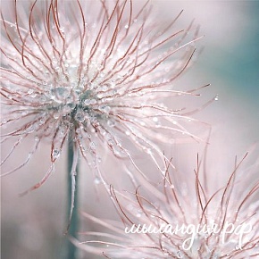 Отдушка Ванильный хлопок (США)