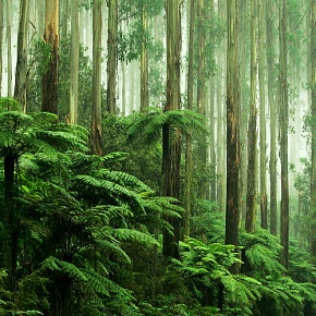 Отдушка Гималайский лес (США)