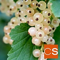 Отдушка Белая смородина (США)