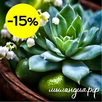 Отдушка Голубой кактус (США)