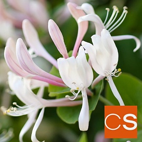 Отдушка Жимолость и жасмин (США)