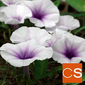 Отдушка Нектар лунного цветка (США)