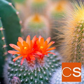 Отдушка Цветок кактуса и нефрит (США)