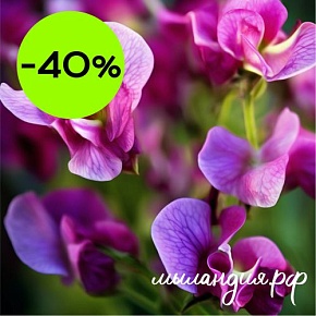 Отдушка Душистый горошек (США)