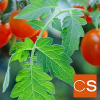 Отдушка Лист томата (США)