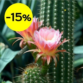 Отдушка Цветок кактуса (США)