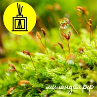 Отдушка Утренний лес (США)