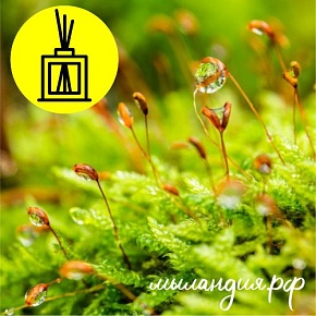 Отдушка Утренний лес (США)